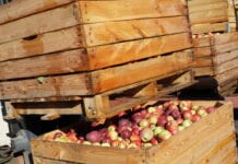 Jabłka przemysłowe: krótka przerwa w handlu i produkcji