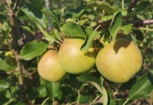 Francja: prognozy zbiorów jabłek i gruszek w dół