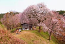 Japońskie wiśnie zakwitły w tym roku najwcześniej od 1200 lat!