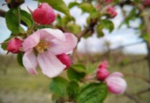 Jabłonie w Południowym Tyrolu zakwitną 7-9 dni wcześniej niż zazwyczaj