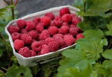 Wysokie ceny świeżych i mrożonych malin. Serbowie liczą na 2,50 euro/kg