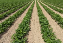 II edycja projektu „Czas na zmianę” firmy CarboHort