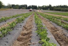 Zakładamy nową plantację truskawek! Od czego zacząć?