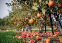 Węgrzy produkują znacznie więcej jabłek przemysłowych niż deserowych