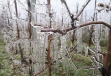 przymrozki
