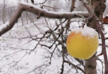 Na wschodzie Mazowsza pod ciężarem śniegu łamią się konary drzew. Występują masowe awarie w dostawach prądu