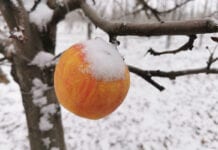jabłko w śniegu