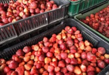 Kolejne wzrosty cen truskawek na skupach