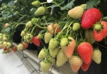 „Zakładamy nową plantację truskawek! Od czego zacząć?” [Video]