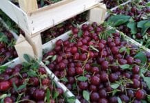 Upały i susze znacznie pogorszyły perspektywy zbiorów wiśni na Węgrzech