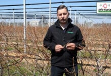 Bieżące zalecenia w uprawie borówki – komunikat jagodowy Agrosimex, 29.04.2021