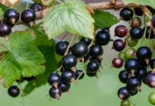 Mrożonki – Rekordowo drogie porzeczki i maliny