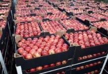 Ceny jabłek na sortowanie – 12 kwietnia 2021