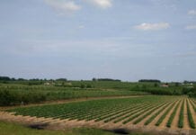 Przez dziesięć lat w Polsce ubyło 13% gospodarstw rolnych