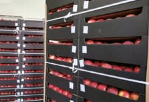 Belgowie zadowoleni z handlu jabłkami – sezon ma się ku końcowi