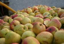 Przetwórnia poinformowała dostawców o kolejnej obniżce cen jabłek przemysłowych