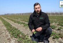 Zalecenia w uprawie truskawek – Komunikat jagodowy Agrosimex z 29.04.2021
