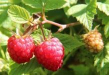 Serbia: Cena skupu malin w górę. Producenci mieli rację