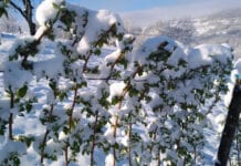 Serbskie maliny pod śniegiem [Zdjęcia od producentów]