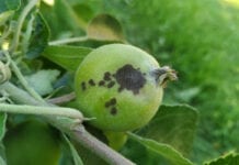 Turcja: Parch jabłoni odporny na kilka fungicydów