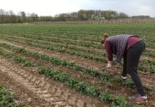 Wytyczne dla zatrudniających cudzoziemców przy pracach sezonowych