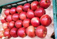 3 eurocenty w 9 miesięcy – najstabilniejsze ceny jabłek w Europie