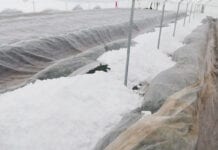 Śnieg zagraża uprawom truskawek w tunelach [ZDJĘCIA]