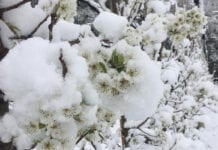 Śnieg przykrył kwitnące sady w Słowenii. Zdjęcia z sadu