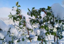 Malin może być w tym roku bardzo mało. Duże uszkodzenia w Serbii