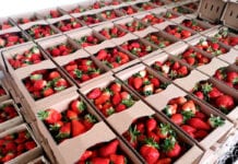 Ochrona upraw truskawki – problemy, nowości, trendy