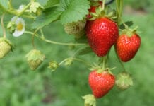 Producenci truskawek z Huelvy protestują przeciw spekulantom