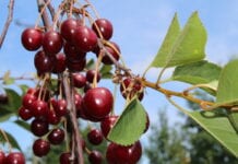 Uprawa wiśni – jakie wyzwania stoją przed producentami?