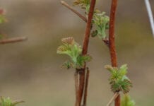 Komunikat jagodowy Bayer – maliny, 22.04.2021