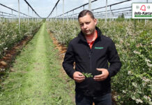 Ochrona i nawożenie borówek w fazie pełni kwitnienia – komunikat jagodowy Agrosimex, 27.05.2021