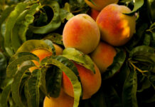 Hiszpania: Nie będzie można kupić owoców poniżej ich kosztów produkcji