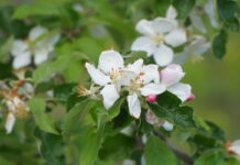 Tegoroczne kwitnienie jabłoni było krótkie i mało intensywne