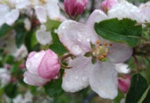 Ochrona przed szarą pleśnią w okresie kwitnienia jabłoni