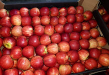Sadownik sprzedaje dziś jabłka średnio 49% taniej niż rok temu