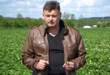 Komunikat dr Zbigniew Jarosz – Zwalczanie kwieciaka na plantacjach truskawek, Doradca Jagodowy