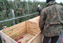 Nie będzie podziału składki na ubezpieczenie zdrowotne za pomocnika przy zbiorach