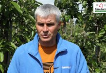 Ordzewianie owoców – zabieg giberelinowy – Komunikat sadowniczy Agrosimex, 27.05.2021