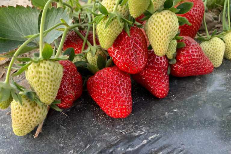 QUANTIS® – pierwszy biostymulator od Syngenty