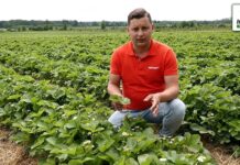 Ochrona i nawożenie truskawek pod koniec kwitnienia – komunikat jagodowy Agrosimex, 02.06.2021