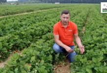 Zabiegi pomiędzy zbiorami oraz budowanie naturalnej odporności roślin – Komunikat jagodowy Agrosimex, 23.06.2021 r.