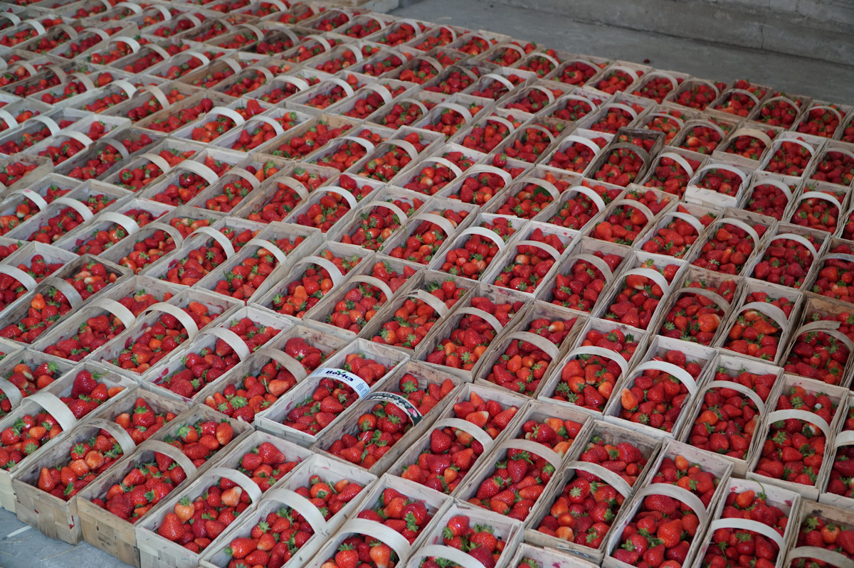 Ceny truskawek: duże wahania stawek, popytu i podaży