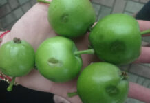 opady gradu