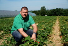 Na plantacjach truskawek przed upałami – komunikat Rafał Forc, 15.06.21