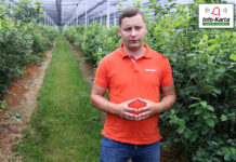 Ochrona i budowanie jakości owoców borówki w fazie wzrostu – komunikat jagodowy Agrosimex, 24.06.2021