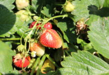 Upały i nawałnice na plantacjach truskawek – komunikat Rafał Forc, 23.06.21