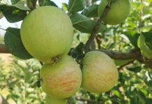 Pierwsze prognozy zbiorów jabłek i gruszek w Holandii